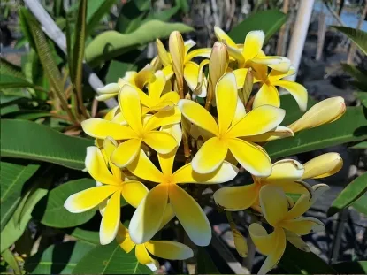 פלומריה דרבן צהוב זן 004 - שפע פריחה בצהוב, פרחים גדולים מאוד, ריח עדיין